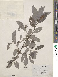 Salix discolor image