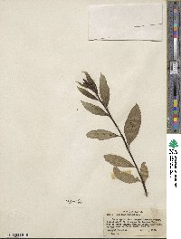 Salix discolor image