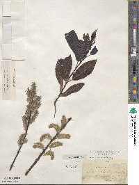 Salix discolor image