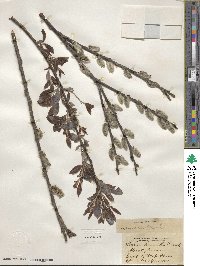 Salix discolor image