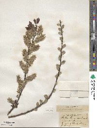 Salix discolor image