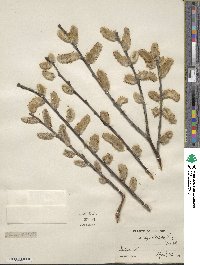 Salix discolor image