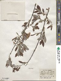 Salix discolor image