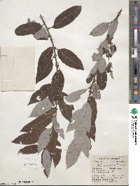 Salix discolor image