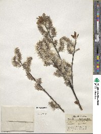 Salix discolor image