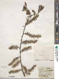 Salix discolor image