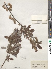 Salix discolor image