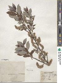 Salix discolor image