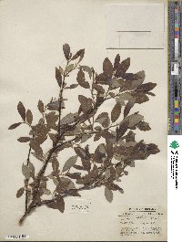 Salix discolor image