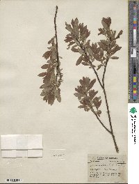 Salix discolor image