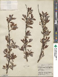 Salix discolor image