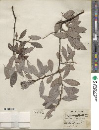 Salix discolor image