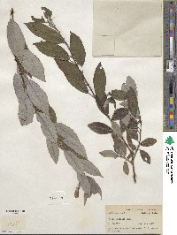 Salix discolor image