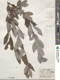 Salix discolor image