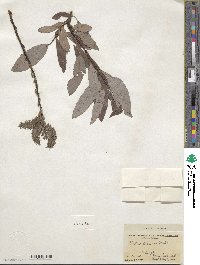 Salix discolor image