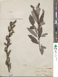 Salix discolor image