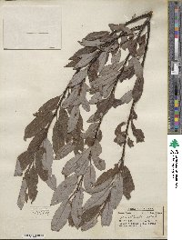 Salix discolor image