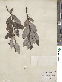 Salix discolor image