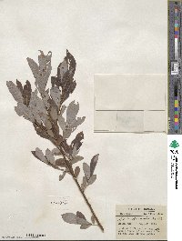 Salix discolor image