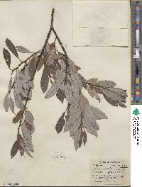 Salix discolor image