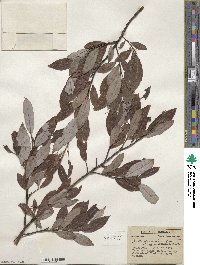 Salix discolor image