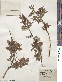 Salix discolor image