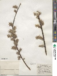 Salix discolor image