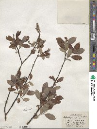 Salix discolor image