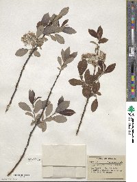 Salix discolor image