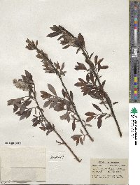 Salix discolor image