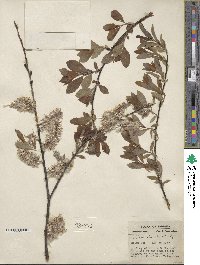 Salix discolor image