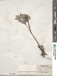 Salix discolor image