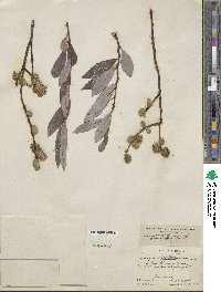 Salix discolor image