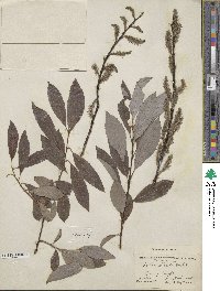 Salix discolor image