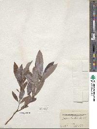 Salix discolor image