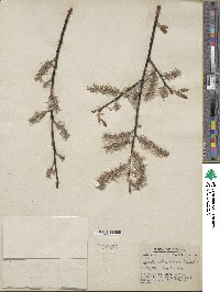 Salix discolor image