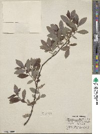 Salix discolor image