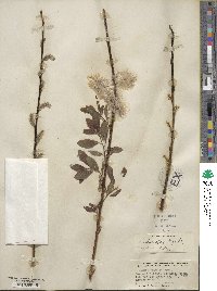 Salix discolor image