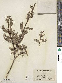 Salix discolor image