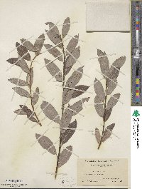 Salix discolor image