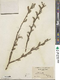 Salix discolor image