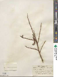 Salix discolor image