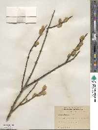 Salix discolor image