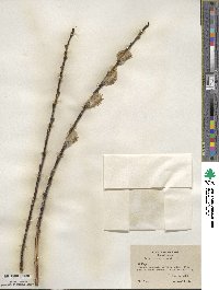 Salix discolor image