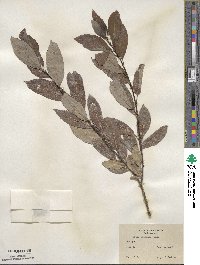 Salix discolor image