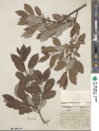 Salix discolor image