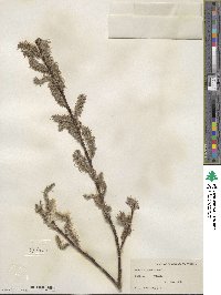 Salix discolor image