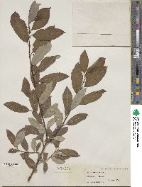 Salix discolor image