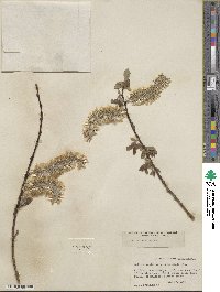 Salix discolor image