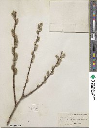 Salix discolor image